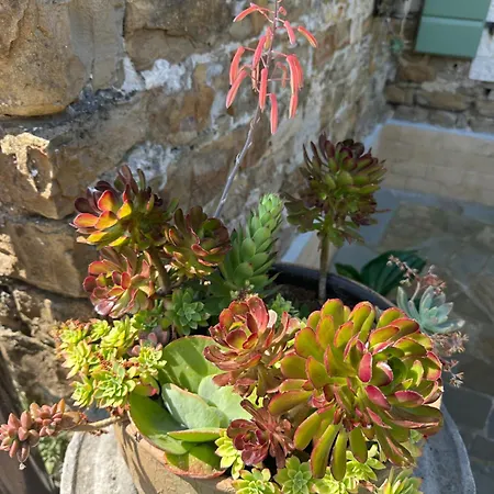 דירה Istrian House בפורטורוז